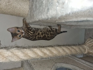 Bengal kitten 4 stück 1 katze 3 kater