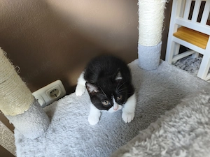 Liebes BKH Mädchen  Bild 2