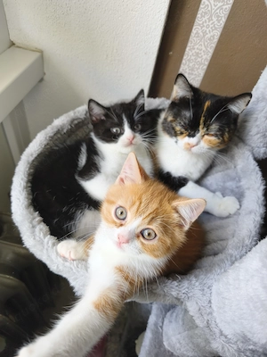    BKH Kitten      