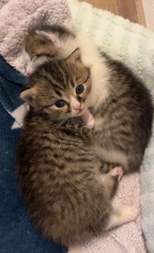 Baby katze sucht einen neuen zuhause  Bild 2