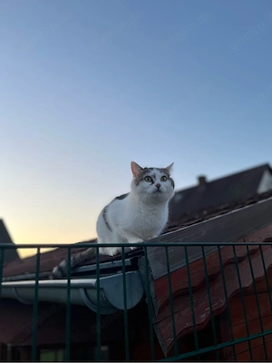 Baby katze sucht einen neuen zuhause  Bild 8