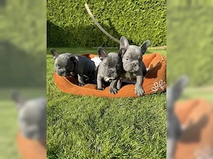 Französische Bulldogge Welpen mit Ahnentafel!!