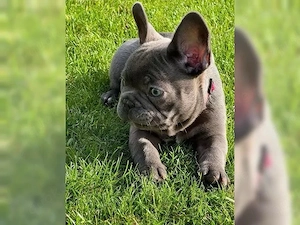 süße französische Bulldoggen Welpen