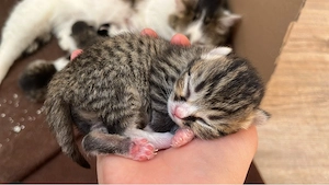 Baby katze sucht einen neuen zuhause  Bild 7