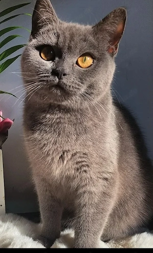 Britisch Kurzhaar Katze Weiblich 