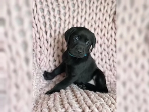 Süße Labrador Retriever Welpen