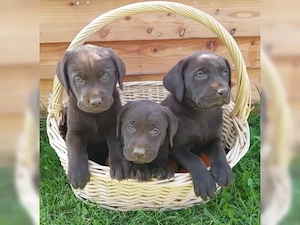 Süße Labrador Retriever Welpen