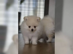 Pomeranian Zwergspitz welpen mit Ahnentafel  