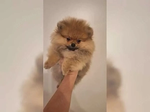 Pomeranian Zwergspitz welpen mit Ahnentafel  