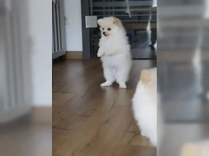 Reinrassiger Pomeranian Zwergspitz mit Ahnentafel   Bild 2