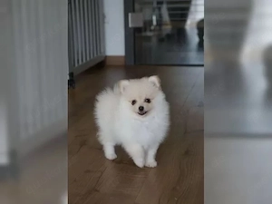 Reinrassiger Pomeranian Zwergspitz mit Ahnentafel  