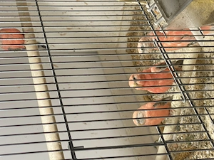Bourkesittiche in rosa an