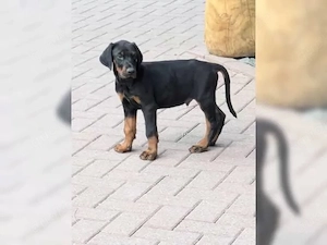 Susss Dobermann welpen!!