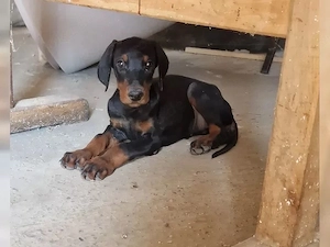 Reinrassiger Dobermann welpen!!