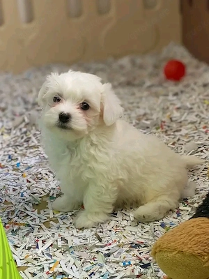    Wunderschöne Malteser-Bichon Welpen   Liebevoll, Elegant und Treue Begleiter   
