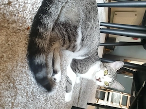 Wunderschöne Hauskatze  Liv 