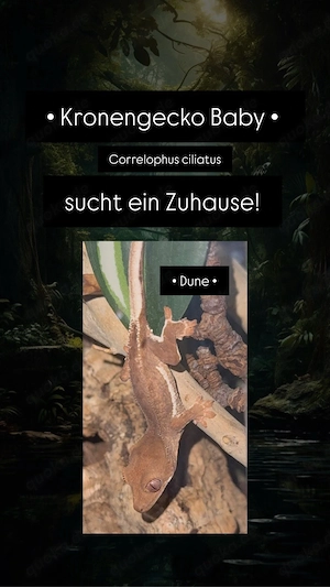 Kronengecko Nachwuchs Correlophus ciliatus "pet only"