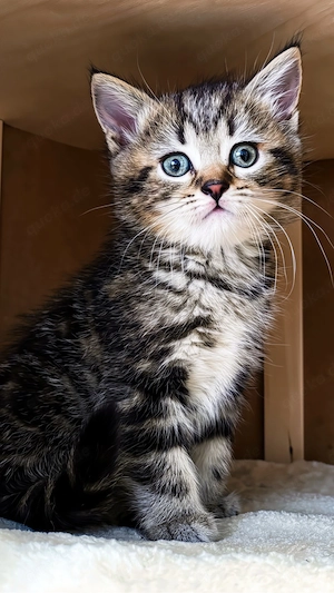 BKH Kitten 