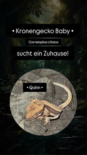 Kronengecko Nachwuchs Correlophus ciliatus "pet only"