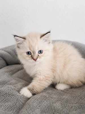 Süße Kitten dürfen ausziehen 