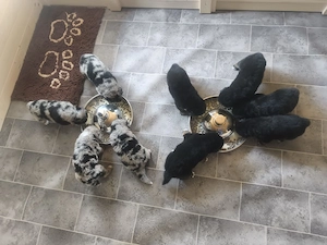 Australian Shepherd Mix Welpen 5 Hündinnen 4 Rüden 