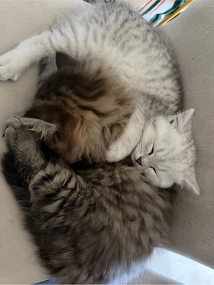 wunderschöne BLH BKH Kitten Bild 2