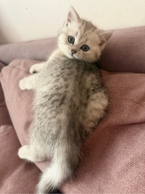 wunderschöne BLH BKH Kitten Bild 7