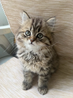wunderschöne BLH BKH Kitten Bild 4