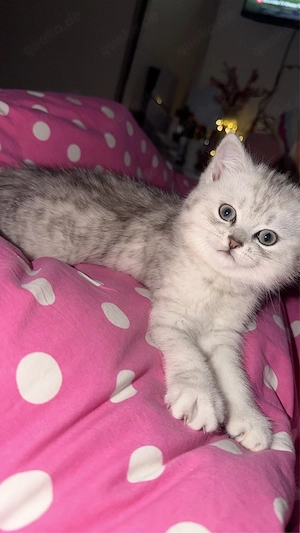 wunderschöne BLH BKH Kitten Bild 8