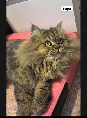 wunderschöne BLH BKH Kitten Bild 9