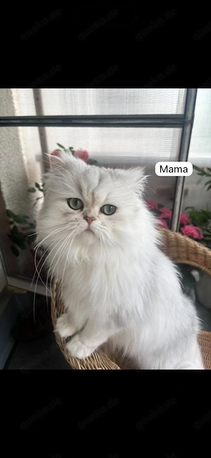 wunderschöne BLH BKH Kitten Bild 10