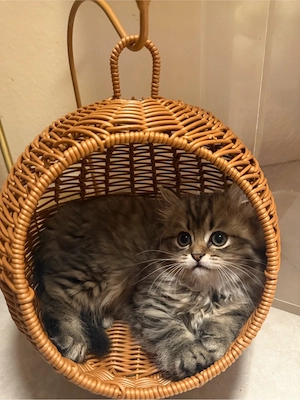 wunderschöne BLH BKH Kitten Bild 5