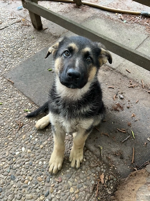 Deutsche Schäferhund Welpen