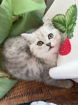wunderschöne BLH BKH Kitten Bild 3