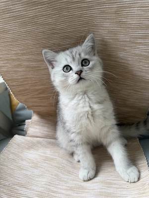 wunderschöne BLH BKH Kitten Bild 6