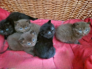 britische Kurzhaarkatze
