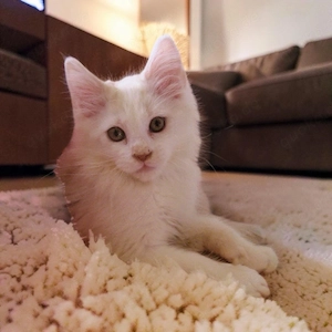 Verkaufe Maine Coon Kitten