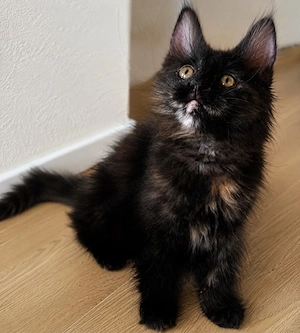 Verkaufe XXL Maine Coon Kitten sehr anhänglich und verschmust ABGABEBEREIT 
