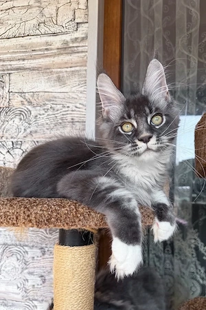 Edler Maine Coon Junge  Blue Bicolor  4 Monate  Sanft & Ruhig Bild 5