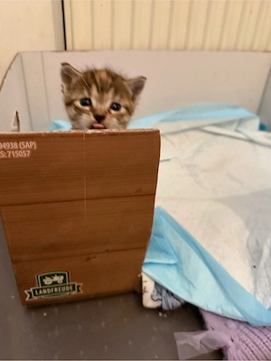 BKH Baby Katze Kitten