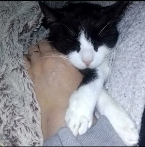 katze ab zugeben  Bild 6