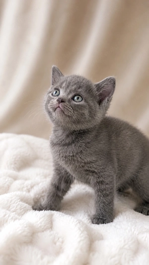 BKH Kitten 1 Blue Mädchen  