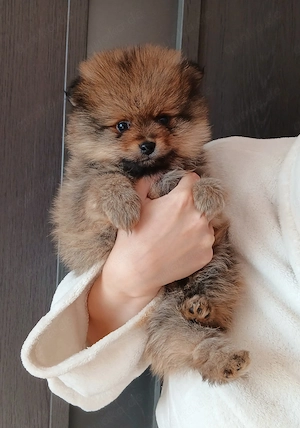 Pomeranian madchen