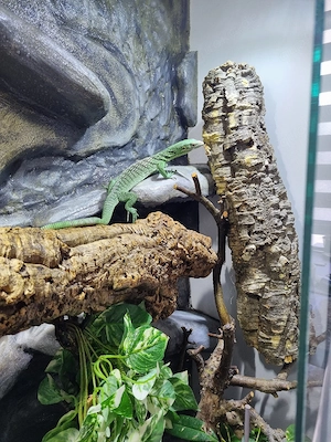 1.0 varanus prasinus 