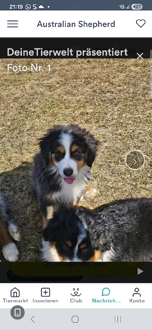 Australian shepherd in gute hände abzugeben Bild 2