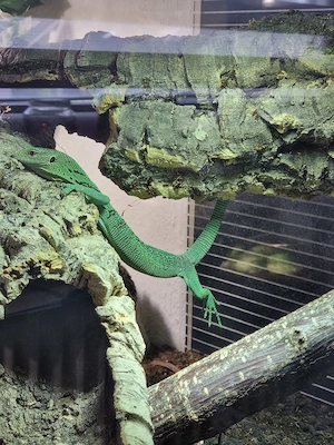0.0.1 varanus prasinus dnz 9.25