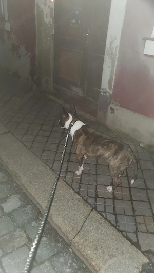 süsser rüde sucht 