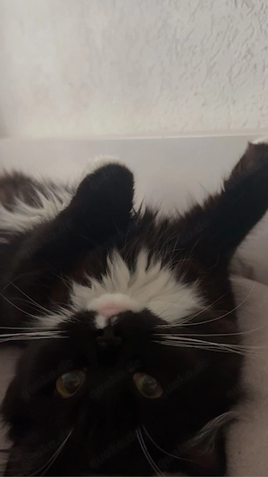 katze BKH 