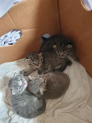 Katzenbabys