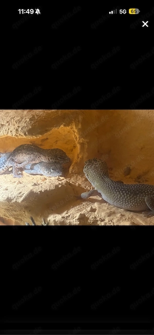 Leopardgecko Gruppe abzugeben 